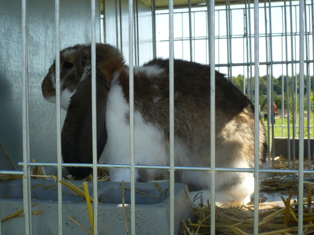 P1060432