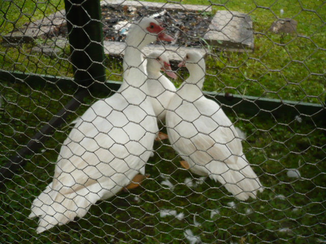 P1060575
